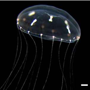 Dr. Christine Schnitzler Publishes Article in Nature Ecology & Evolution