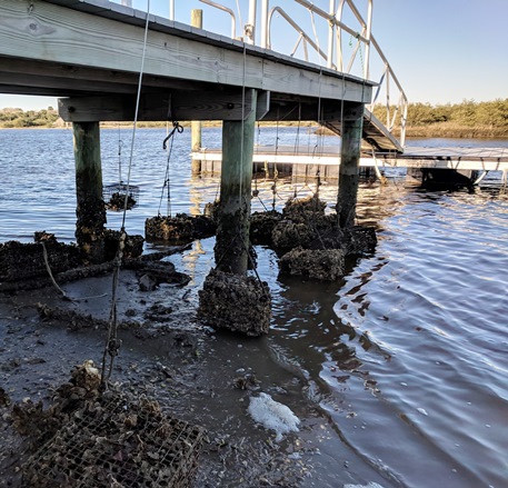 Whitney Laboratory to Hold Oyster Gardening Workshops