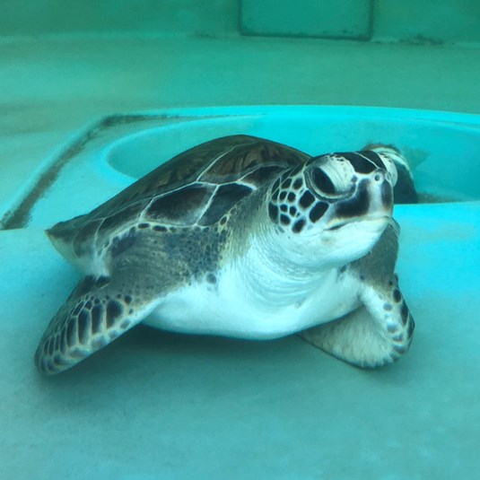 Sea Turtle Holly Released April 18 at Ponce Inlet